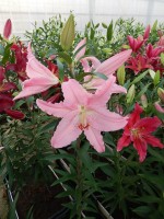 [4356 Chelsea DJ No01.JPG]